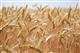 Ульяновские производители зерна получат дополнительную федеральную поддержку в размере 113,5 млн рублей