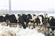 Молоко с самарских ферм пробьет дорогу к потребителю благодаря качеству