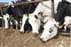 “Сызранский мясокомбинат" займет 50 млн руб. на покупку скота