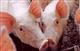 Свинокомплекс компании "Доминант" закрыт на карантин