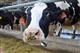 Кировские сельхозпредприятия получили 745 млн рублей на поддержку производства молока