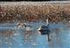 Питомник самарского зоопарка выхаживает двух лебедей с поврежденными крыльями