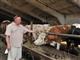 Успехи животноводов губернии: будем с мясом и молоком