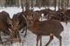 Городецкое охотничье хозяйство передано в ведение Минлесхоза Нижегородской области