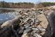 Причину гибели рыбы в пруду близ Нового Буяна могут назвать 29 апреля