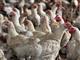 Холдинг "Амар Групп" планирует выкупить Обшаровскую птицефабрику
