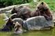 1 августа в Кировской области открывается охота на медведя