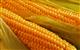 В Удмуртию завезли 14 вагонов зараженных зерен кукурузы