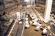 Безработными признаны 568 работников Обшаровской птицефабрики