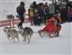  На самарской лыжной базе "Динамо" прошли гонки на собаках (видео)