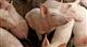 В Оренбуржье станут разводить чистокровных швейцарских свиней