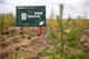 В ходе акции "Сохраним лес"-2021 в Чувашии высажено около 130 тысяч деревьев и кустарников