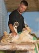 В Самарском зоопарке отметят первый день рождения львенка Алтая