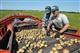 В Самарской области в 2016 году было собрано 416,5 тыс. тонн картофеля
