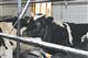 Молочная ферма в Карабикулово развивается во многом не благодаря, а вопреки обстоятельствам
