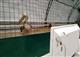 Из-за сильных морозов в Самарском зоопарке животным включили дополнительный обогрев
