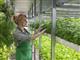Самарская экоферма зелени наращивает объемы производства с использованием отечественных семян и удобрений