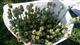 В Сызранском районе нашли маковое поле, с которого собрали 63,5 кг "урожая"