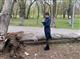 В Самаре упавшее дерево унесло жизнь ребенка