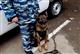 Полицейская собака вычислила любителя конопли в Самарской области