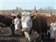 На развитие мясного скотоводства направят 11 млн руб. федеральных средств