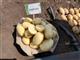 В Самарской области представили новый сорт картофеля "Джулия"