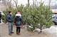 Предновогодняя продажа елок в Самаре будет вестись на 210 специализированных торговых точках