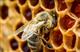 Для защиты бурзянской пчелы в Башкирии рассмотрят специальный законопроект