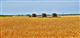 Филиал ФГБУ "Россельхозцентр" по Самарской области продолжает помогать растениеводам получать высокие урожаи