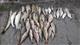 Под Сызранью у подозреваемых в браконьерстве изъяты две сети, более 100 раколовок и незаконно добытая рыба и раки