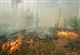 В Самарской области за сутки произошло два лесных пожара