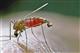 В Самарской области впервые за три года выявлена малярия
