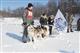 На турбазе «Динамо» прошли первые в Самарской области гонки на собаках 