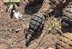 В Борском районе нашли 75 ручных гранат