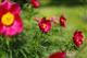 В Ботаническом саду расцвел прообраз аленького цветочка из сказки Сергея Аксакова