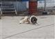 В Самарской области установили требования к содержанию домашних животных