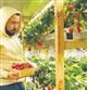 Январская ягода: самарский сити-фермер выращивает клубнику