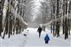Рядом с Дендропарком в Кирове построят лыжную трассу