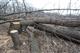 По фактам вырубки леса в Кировском районе возбуждено уже девять уголовных дел