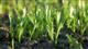 Минсельхоз Оренбургской области прогнозирует гибель озимой пшеницы