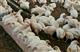 На птицефабрике в Волжском районе сгорело 5 тыс. цыплят