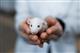Самарские биологи провели на крысах исследование по лечению медикаментозной депрессии
