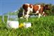 Начинающим фермерам в два раза увеличат гранты на молочное животноводство в Ульяновской области