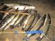 Сотрудники Рыбнадзора задержали на реке Самаре две группы браконьеров с острогами