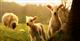 РСХБ прогнозирует значительное увеличение доли баранины на мясном рынке