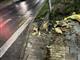 В Самаре дерево упало на 13-летнюю девочку