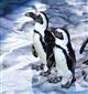 Самарский цирк приглашает на экзотическое шоу с пингвинами "Ласта-Рика"