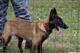 Саратовские полицейские получили трех щенков бельгийской овчарки 