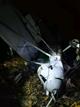 Возбуждено уголовное дело по факту крушения легкомоторного самолета и гибели пилота в Пензенской области