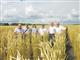 Филиал ФГБУ "Россельхозцентр" по Самарской области контролирует качество семян
